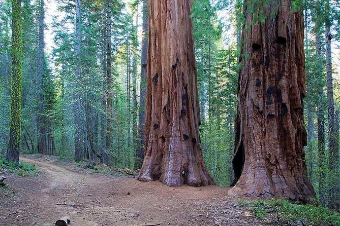 Private Giant Sequoia Grove Hike - Majestic Giant Sequoia Trees