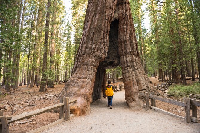 Private Giant Sequoia Grove Hike - Guided Hiking Tour Details