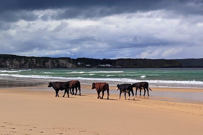 Private Giantscauseway & Antrim Coast Tour Luxury Mercedes 7-8hrs - Historical Significance