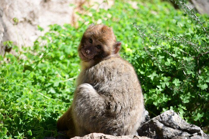 Private Gibraltar Panoramic Tour With Monkeys 1hrs - Frequently Asked Questions
