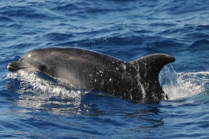 Private Glamorous Speedboat in Tenerife With Snacks & Drinks - Meeting and Pickup Details