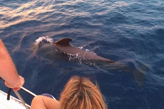 Private Glamorous Speedboat in Tenerife With Snacks & Drinks - Spotting Marine Life