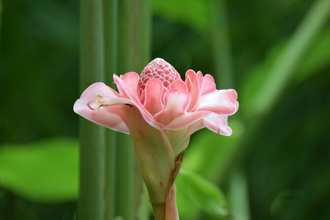 Private Glorious Gardens of Barbados - Tour Schedule and Expectations