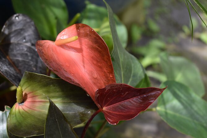 Private Glorious Gardens of Barbados - Taking in Huntes Gardens