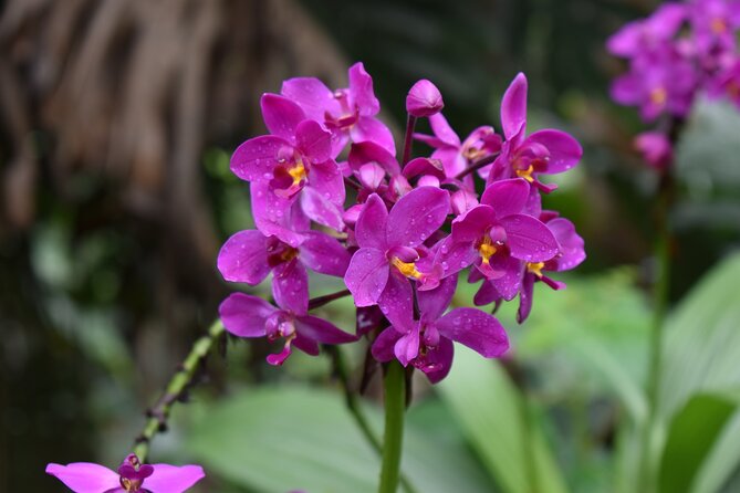 Private Glorious Gardens of Barbados - Discovering Andromeda Botanical Gardens