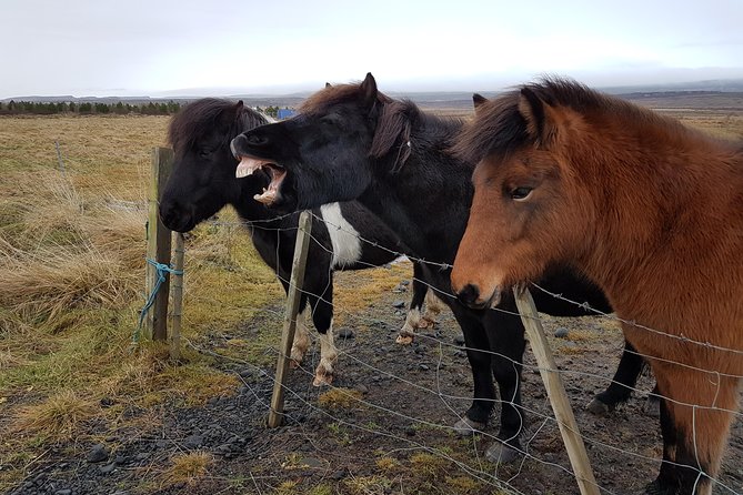 Private Golden Circle Thingvellir,Geysir,Gullfoss,Fridheimar - Pricing and Reviews
