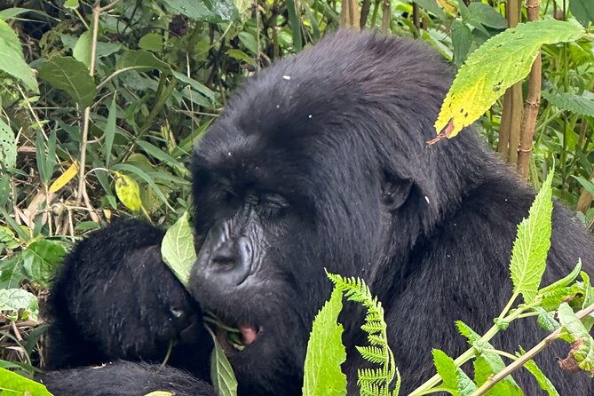 Private Gorilla Trekking Transfer From Kigali to Volcanoes N.Park - Health and Accessibility