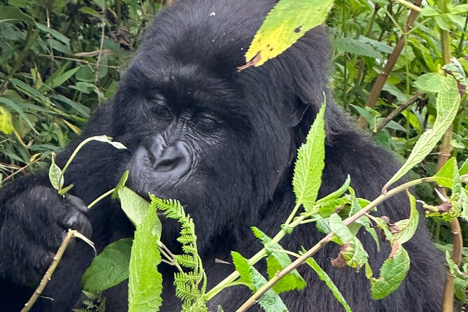 Private Gorilla Trekking Transfer From Kigali to Volcanoes N.Park - About Gorilla Trekking