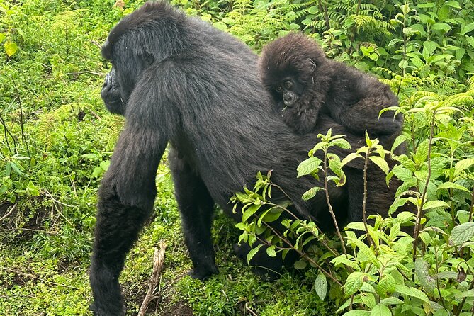 Private Gorilla Trekking Transfer From Kigali to Volcanoes N.Park - Highlights of the Transfer