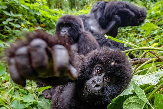 Private Gorilla Trekking Transfer From Kigali to Volcanoes N.Park - Why Choose This Experience