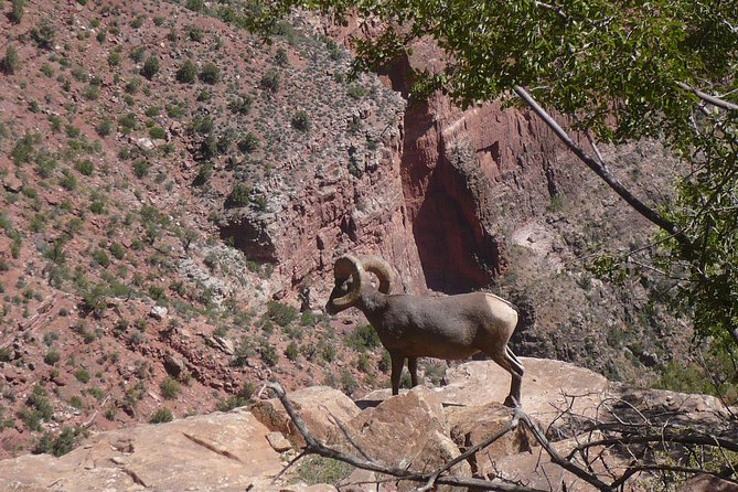 Private Grand Canyon Day Tour From Phoenix & Scottsdale - Experience Highlights