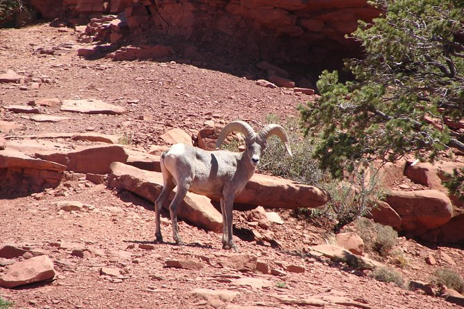 Private Grand Canyon Full Day Hike - Review Highlights