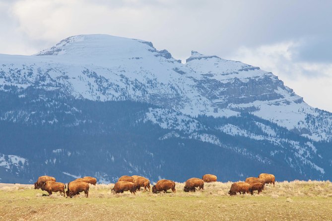 Private Grand Teton Wildlife Safari Tour - Cancellation Policy