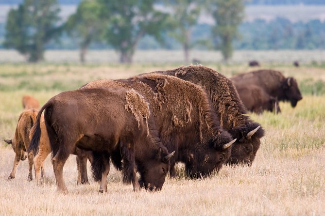 Private Grand Teton Wildlife Safari Tour - Wildlife Sightings