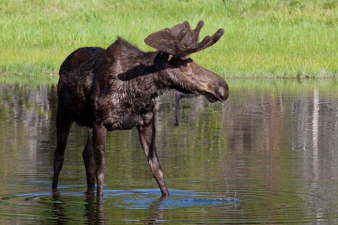 Private Grand Teton Wildlife Safari Tour - Geological Formations and Natural History