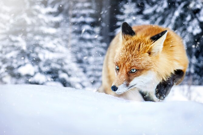 Private Grand Teton Winter Wildlife Safari With Picnic Lunch - Exploring Grand Teton National Park