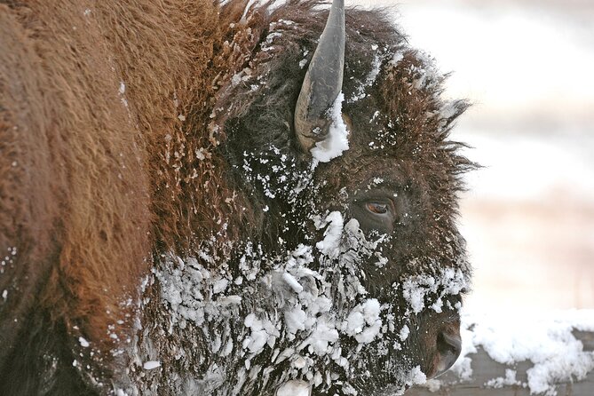 Private Grand Teton Winter Wildlife Safari With Picnic Lunch - Frequently Asked Questions