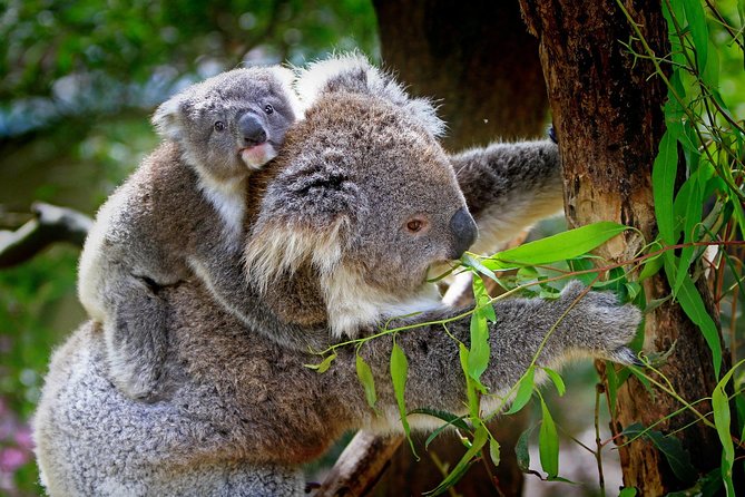 Private Great Ocean Road Express Tour (9 Hour Tour) - Inclusions