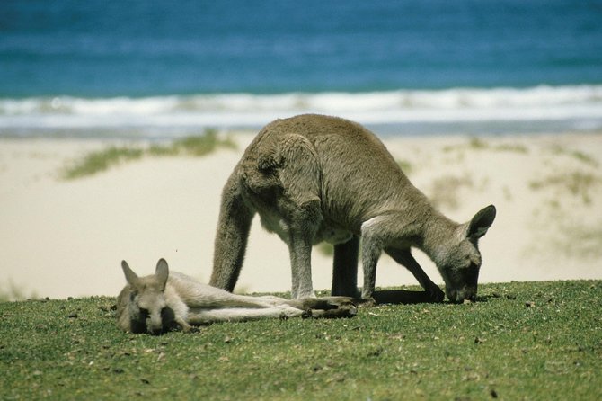 Private Great Ocean Road Full Day Tour - 1 Day Tour - Tour Features