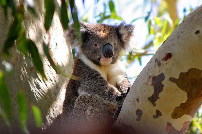 Private Great Ocean Road Full Day Tour - 1 Day Tour - Luggage Policy