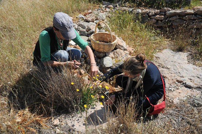 Private Greek Cooking Class and Foraging Experience in Syros - Immersive Cooking Class Experience
