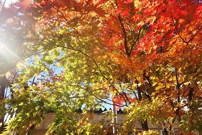 Private-group Morning Cycling Tour in Hida-Furukawa - Cancellation Policy and Refund Information
