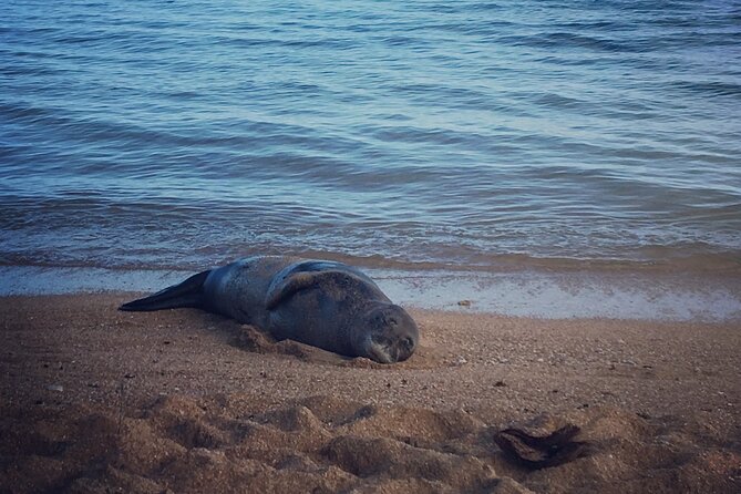 Private Group Snorkel Adventure on Tropical Reef With Sea Turtles - Encountering Sea Turtles