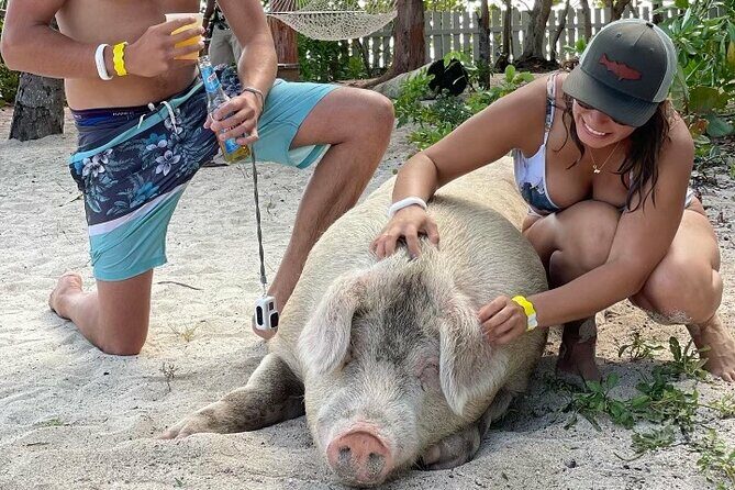 Private GroupTour Pigs/Turtles/Snorkeling/Lunch/Pickup/Dropoff - Key Points