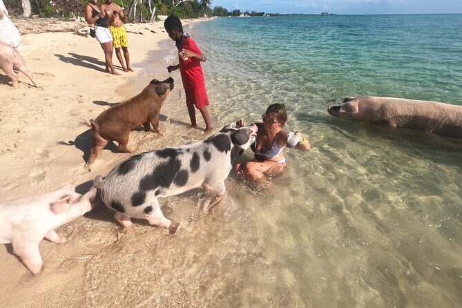 Private GroupTour Pigs/Turtles/Snorkeling/Lunch/Pickup/Dropoff - Who Should Consider This Tour?