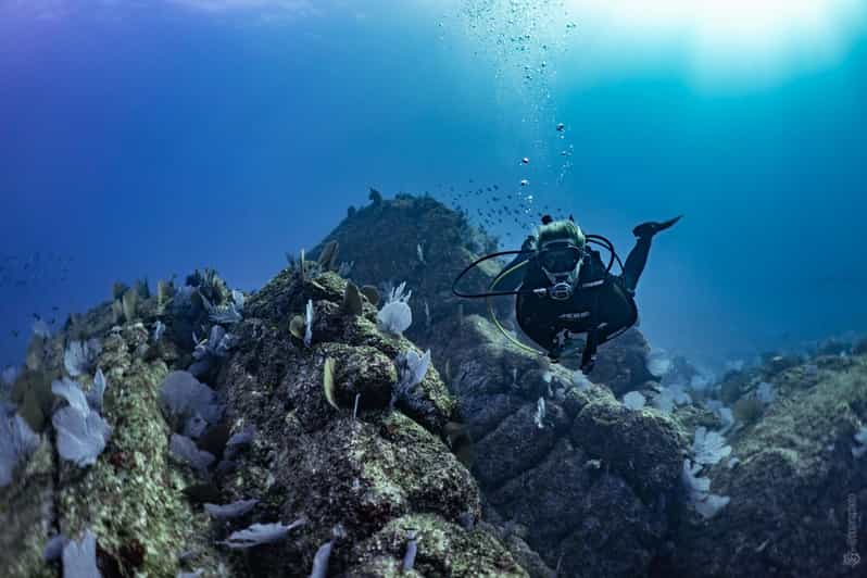 Private Guide Certified Divers Cabo San Lucas Marine Reserve - Key Points
