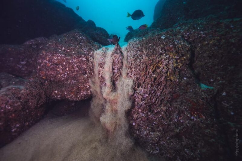 Private Guide Certified Divers Cabo San Lucas Marine Reserve - Wildlife Encounters