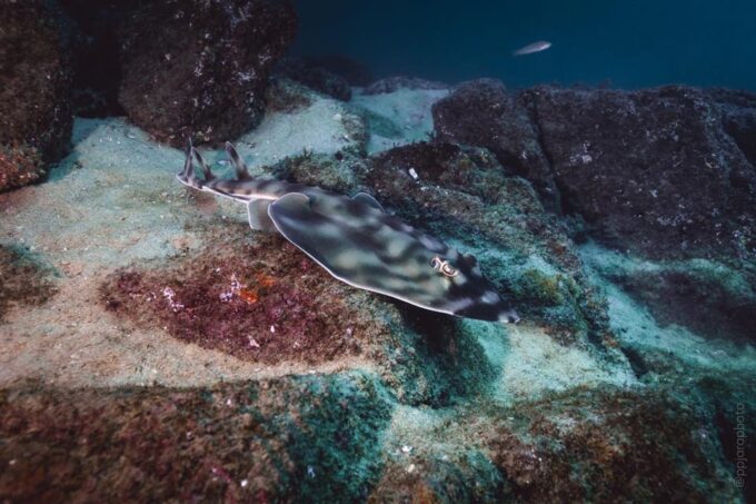 Private Guide Certified Divers Cabo San Lucas Marine Reserve - Equipment Provided