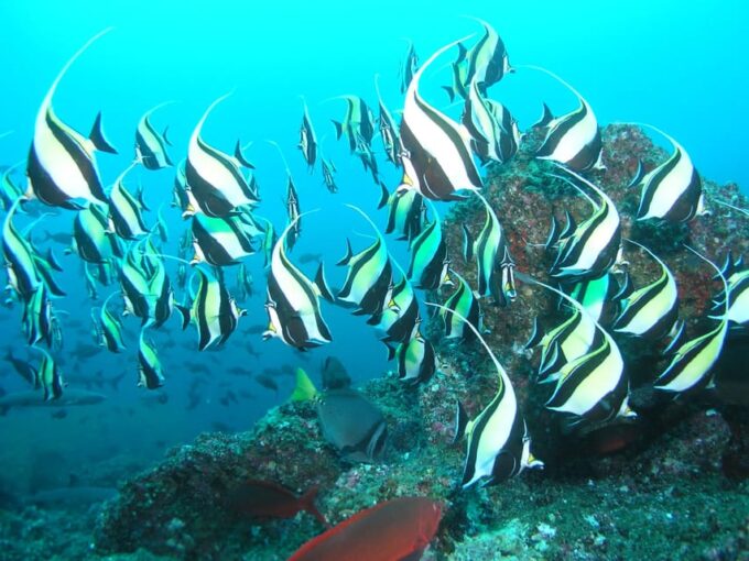 Private Guide Certified Divers Cabo San Lucas Marine Reserve - Snacks and Refreshments