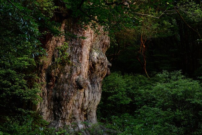 [Private Guide & Plan With Bento] Let's Explore the Ancient Forest That Is Thousands of Years Old! Jomon Cedar Day Trip Trekking [Special Lunch With Yakushima Ingredients!] - Inclusions in the Guided Tour