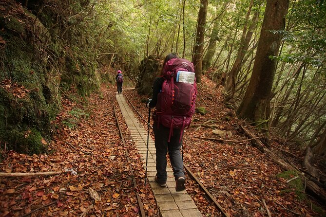 [Private Guide & Plan With Bento] Let's Explore the Ancient Forest That Is Thousands of Years Old! Jomon Cedar Day Trip Trekking [Special Lunch With Yakushima Ingredients!] - Accessibility and Fitness Requirements