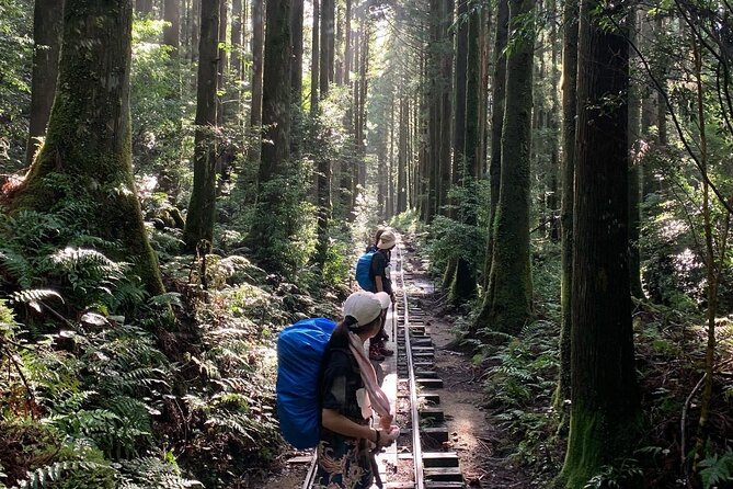 [Private Guide & Plan With Bento] Let's Explore the Ancient Forest That Is Thousands of Years Old! Jomon Cedar Day Trip Trekking [Special Lunch With Yakushima Ingredients!] - Transportation and Getting to the Meeting Point