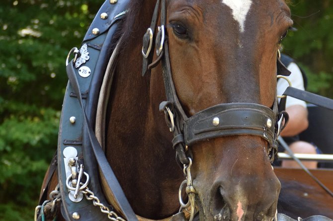 Private Guided Day Trip to Castle Neuschwanstein Incl. Carriage Horse Ride - Reviews and Ratings
