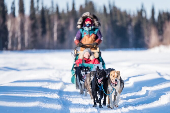 Private Guided Dog Sledding on the Historic Yukon Quest Trail - The Dog Sledding Experience