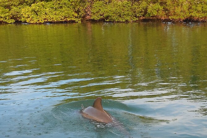 Private Guided Dolphin Sightseeing Cruise in St. Petersburg - Customer Feedback and Testimonials