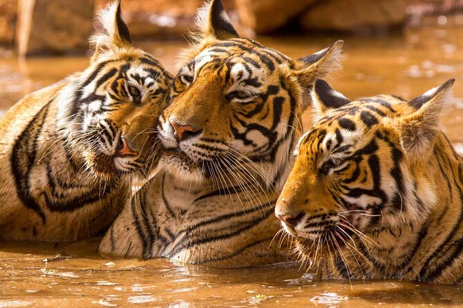 Private Guided Full-Day Ranthambore National Park Tour From Jaipur - Exploring Ranthambore Fort