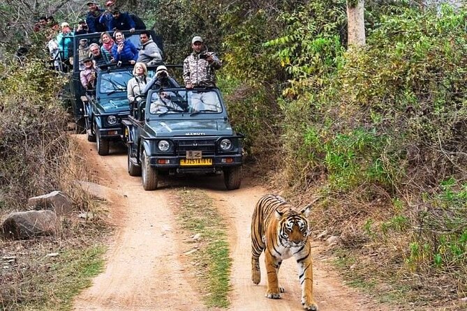 Private Guided Full-Day Ranthambore National Park Tour From Jaipur - Ranthambore National Park