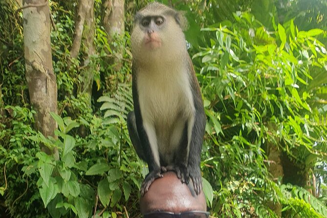 Private Guided Grenada Island Tour BY THE HOUR - Tour Experience and Highlights