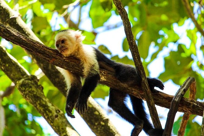 Private Guided Gumbalimba Park Tour From Roatán - Pricing and Cancellation