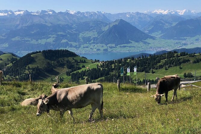 Private Guided Hike on Mt. Rigi With Farm Visit and BBQ - Transportation and Lodging