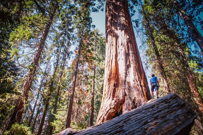 Private Guided Hiking Tour - Sequoia National Park - Park Highlights and Attractions