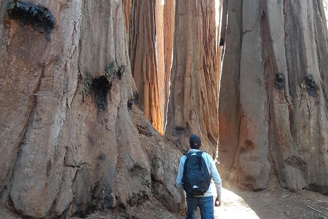 Private Guided Hiking Tour - Sequoia National Park - Traveler Reviews and Recommendations