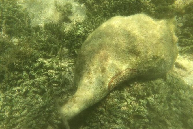 Private Guided Kayak or SUP Eco Adventure - Availability and Booking