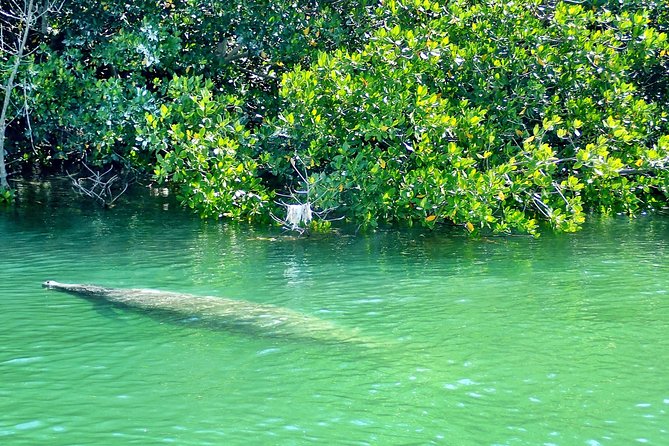 Private Guided Kayak or SUP Eco Adventure - Explore Mangrove Tunnels and Wildlife