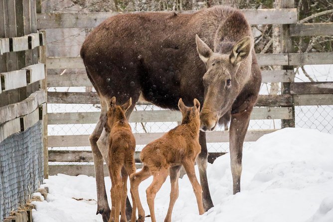 Private Guided Lapland Ranua Zoo Tour From Rovaniemi - Accessibility and Additional Info