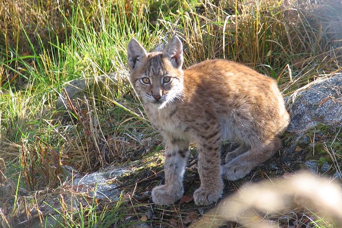 Private Guided Lapland Ranua Zoo Tour From Rovaniemi - Questions About Staying Here